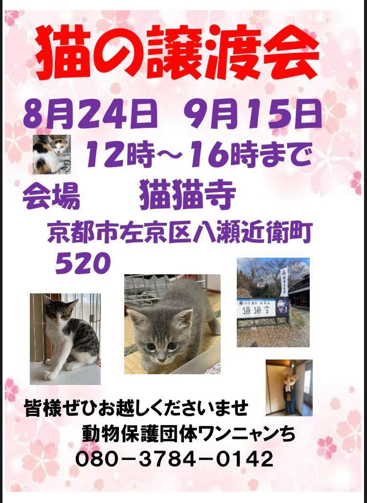 猫の譲渡会のお知らせ | 猫猫寺 開運ミュージアム｜「猫」をご本尊と