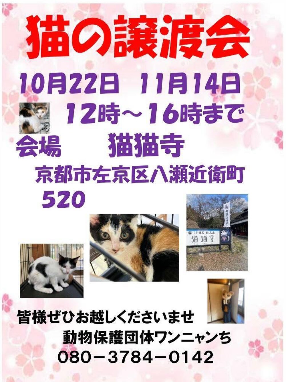 猫の譲渡会のお知らせ | 猫猫寺 開運ミュージアム｜「猫」をご本尊と
